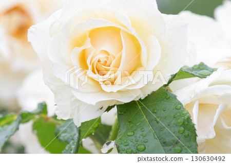 玫瑰（雪絨花） 130630492