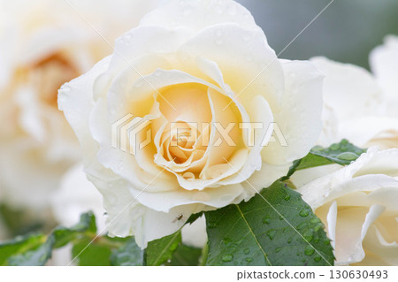 玫瑰（雪絨花） 130630493