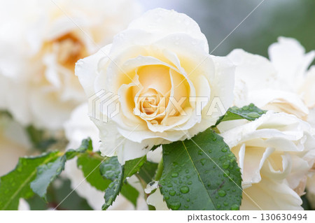 rose (edelweiss) 130630494