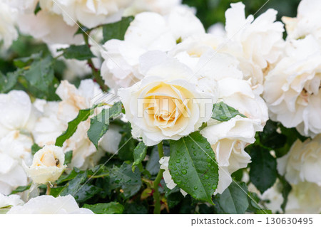 rose (edelweiss) rose (edelweiss) 130630495