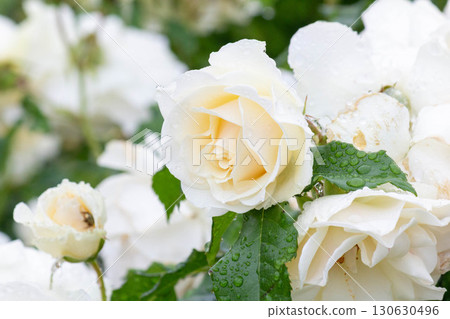 rose (edelweiss) rose (edelweiss) 130630496