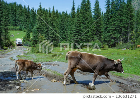吉爾吉斯斯坦_卡拉科爾阿拉基爾湖 130631271