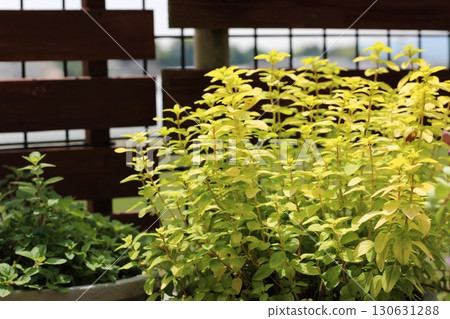 牛至 諾頓金黃色牛至香草 牛至 諾頓金黃色牛至香草 130631288