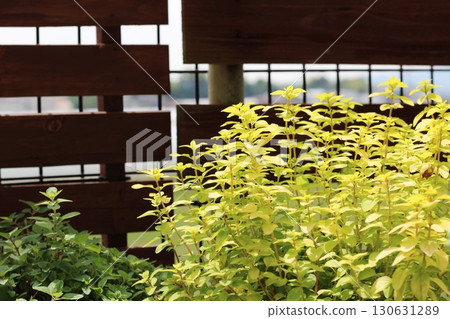Oregano Norton's Gold Yellow Oregano Herb Oregano Norton's Gold Yellow Oregano Herb 130631289