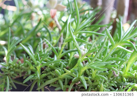 Matsubagiku (Pine chrysanthemum) leaves and stems, no flowers 130631365