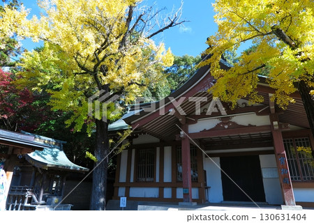 與清和源氏家族有關的多田神社(兵庫縣川西市):一棵大銀杏樹 與清和源氏家族有關的多田神社(兵庫縣川西市):一棵大銀杏樹 130631404