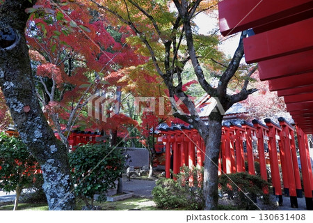 多田神社(兵庫縣川西市),與清和源氏家族有關:楓樹和成排的鳥居 多田神社(兵庫縣川西市),與清和源氏家族有關:楓樹和成排的鳥居 130631408