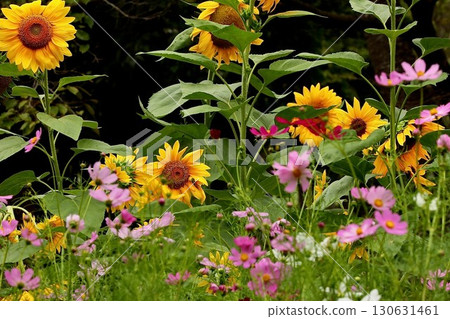 summer flowers, yellow flowers 130631461