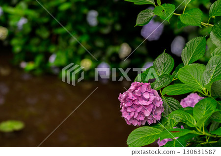 京都府木津川市加茂鎮甘泉寺的繡球花 130631587