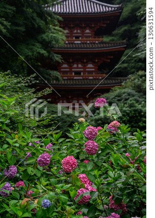 京都府木津川市加茂鎮甘泉寺的繡球花 京都府木津川市加茂鎮甘泉寺的繡球花 130631594