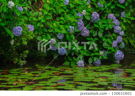 Photographed hydrangea at Gansenji Temple in Kamo Town, Kizugawa City, Kyoto Prefecture 130631601