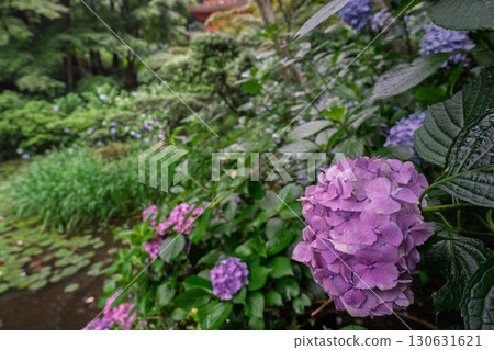 京都府木津川市加茂鎮甘泉寺的繡球花 130631621