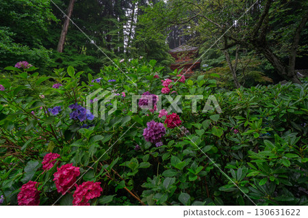 Photographed hydrangea at Gansenji Temple in Kamo Town, Kizugawa City, Kyoto Prefecture Photographed hydrangea at Gansenji Temple in Kamo Town, Kizugawa City, Kyoto Prefecture 130631622