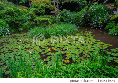 京都府木津川市加茂鎮甘泉寺的繡球花 130631625
