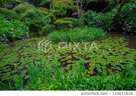 京都府木津川市加茂鎮甘泉寺的繡球花 130631626