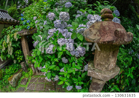 Photographed hydrangea at Gansenji Temple in Kamo Town, Kizugawa City, Kyoto Prefecture 130631635