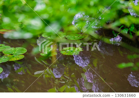 Photographed hydrangea at Gansenji Temple in Kamo Town, Kizugawa City, Kyoto Prefecture Photographed hydrangea at Gansenji Temple in Kamo Town, Kizugawa City, Kyoto Prefecture 130631660