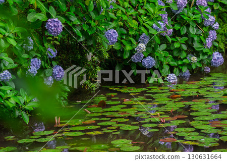 京都府木津川市加茂鎮甘泉寺的繡球花 京都府木津川市加茂鎮甘泉寺的繡球花 130631664