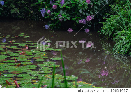 京都府木津川市加茂鎮甘泉寺的繡球花 京都府木津川市加茂鎮甘泉寺的繡球花 130631667
