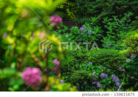 Photographed hydrangea at Gansenji Temple in Kamo Town, Kizugawa City, Kyoto Prefecture 130631675