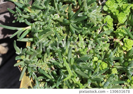 Matsubagiku, leaves and stems of matsubagi, sedum, succulent plants 130631678
