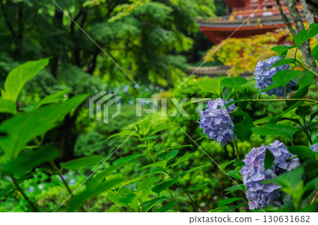 京都府木津川市加茂鎮甘泉寺的繡球花 130631682