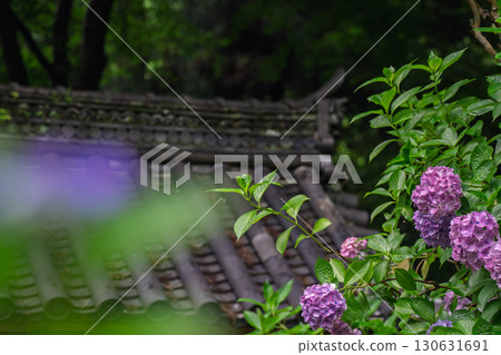 Photographed hydrangea at Gansenji Temple in Kamo Town, Kizugawa City, Kyoto Prefecture 130631691