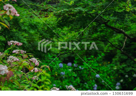 Photographed hydrangea at Gansenji Temple in Kamo Town, Kizugawa City, Kyoto Prefecture 130631699