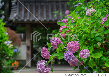 京都府木津川市加茂鎮甘泉寺的繡球花 京都府木津川市加茂鎮甘泉寺的繡球花 130631701