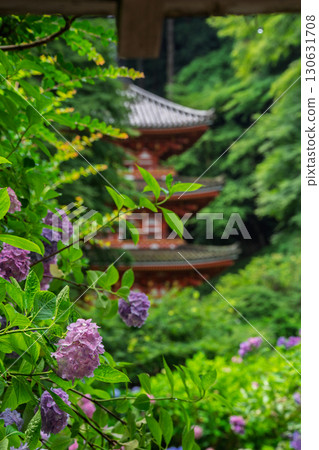 京都府木津川市加茂鎮甘泉寺的繡球花 京都府木津川市加茂鎮甘泉寺的繡球花 130631708