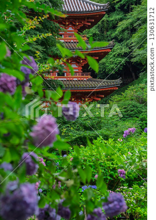 Photographed hydrangea at Gansenji Temple in Kamo Town, Kizugawa City, Kyoto Prefecture Photographed hydrangea at Gansenji Temple in Kamo Town, Kizugawa City, Kyoto Prefecture 130631712