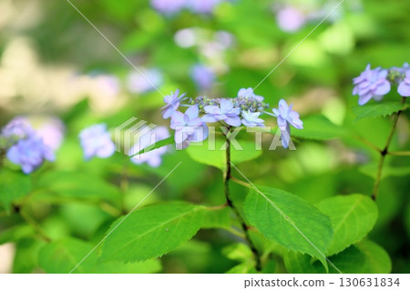 Yamah hydrangea flower tiara Yamah hydrangea flower tiara 130631834