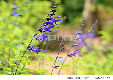 Salvia花Guaranitica 130631836