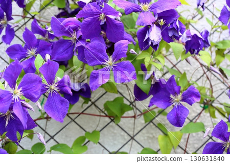 Clematis Flower Jack Manny 130631840