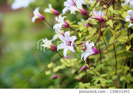 Clematis flower Princess Kate 130631841