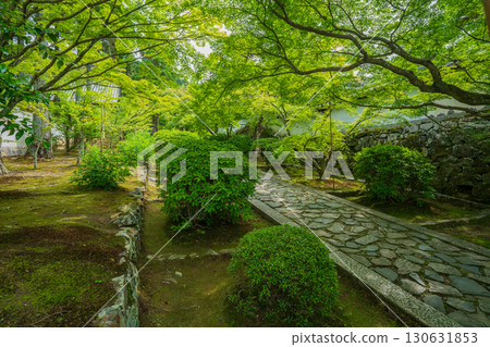 拍攝京都府京田邊市一休寺的新鮮綠色 130631853