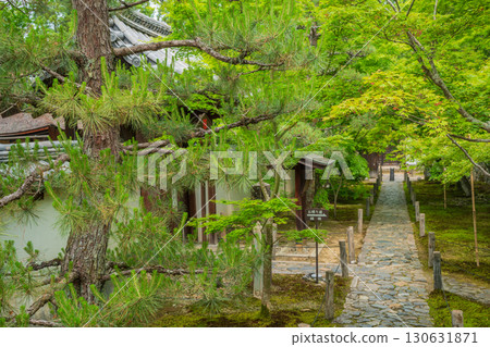 拍攝京都府京田邊市一休寺的新鮮綠色 130631871