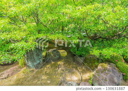 拍攝京都府京田邊市一休寺的新鮮綠色 130631887