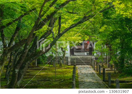 Photographing the fresh green of Ikkyuji Temple in Kyotanabe City, Kyoto Prefecture Photographing the fresh green of Ikkyuji Temple in Kyotanabe City, Kyoto Prefecture 130631907