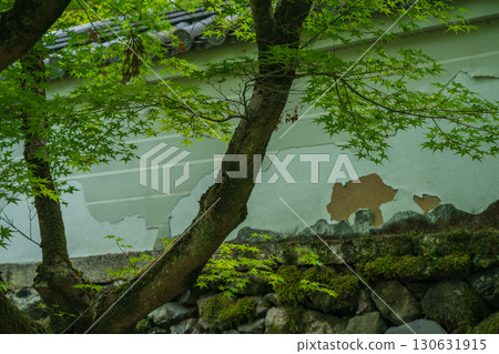 拍攝京都府京田邊市一休寺的新鮮綠色 130631915