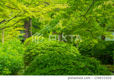 Photographing the fresh green of Ikkyuji Temple in Kyotanabe City, Kyoto Prefecture 130631920