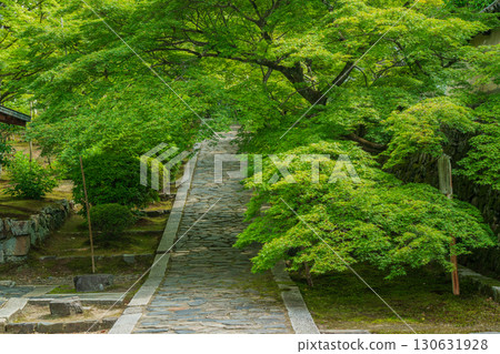 拍攝京都府京田邊市一休寺的新鮮綠色 130631928