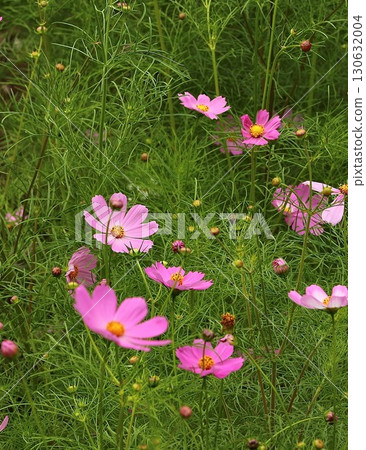 Pink cherry blossoms blooming in the autumn cosmos field Pink cherry blossoms blooming in the autumn cosmos field 130632004