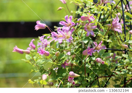 鐵線蓮花迷你鈴 130632194