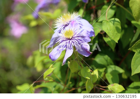 鐵線蓮屬花藍色光 130632195