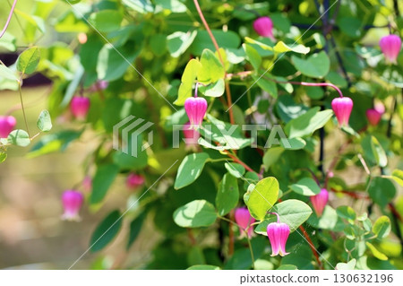 鐵線蓮花棉花糖 130632196