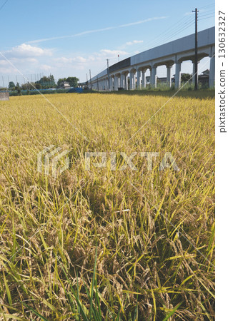 Ripened rice and an elevated railway Ripened rice and an elevated railway 130632327