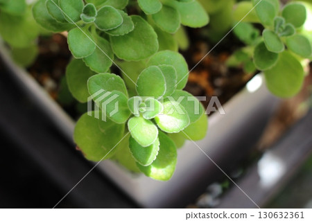 Close-up of leaves aromaticus 130632361