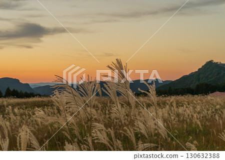曾爾高原的金色芒草宣告奈良縣曾爾村深秋的到來。 曾爾高原的金色芒草宣告奈良縣曾爾村深秋的到來。 130632388