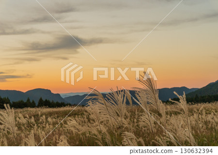 曾爾高原的金色芒草宣告奈良縣曾爾村深秋的到來。 130632394